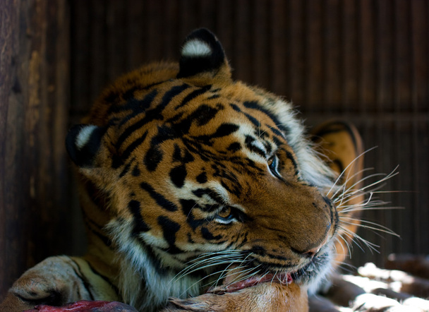Tiger eating meat - Фото, изображение