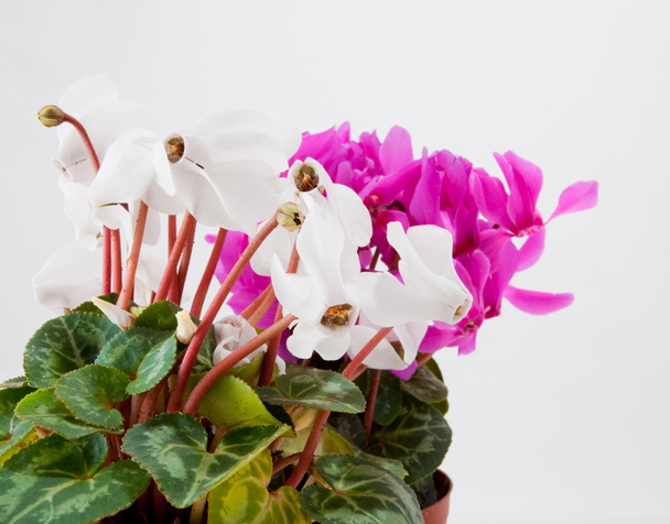 flor de ciclame
 - Foto, Imagem