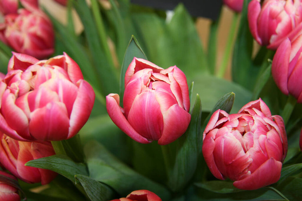 Rózsaszín és fehér tulipán leveles csokorban. A tulipánok virágoznak. A tulipánok rügyei. Tavaszi virágok. Egy csokor tulipán. Tavaszi virágok. Gyűjtés - Fotó, kép