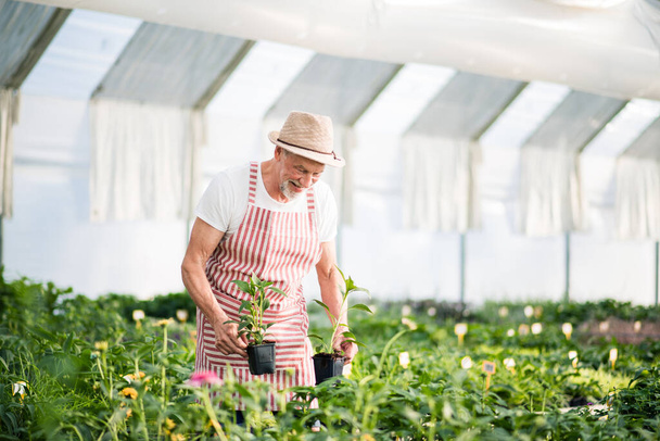 Senior man standing in greenhouse, working. Copy space. - Photo, image