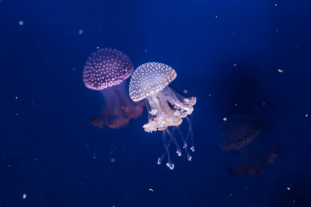 Australian spotted jellyfishes in the water. Phyllorhiza punctata. - Photo, Image