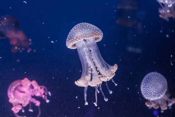 Австралійські плямисті медузи у воді. Phyllorhiza punctata. - Фото, зображення