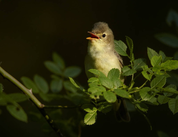 春のテーマ。ぼんやりとした緑の背景に対してバラの小枝に歌の鳥。鳥模倣者Icterine Warbler, Hippolais icterina.チェコ共和国、ヨーロッパでの鳥. - 写真・画像