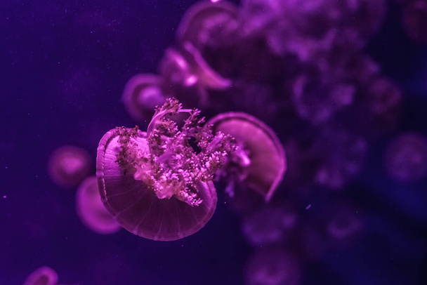 Красивые розовые медузы в темной воде вблизи
. - Фото, изображение
