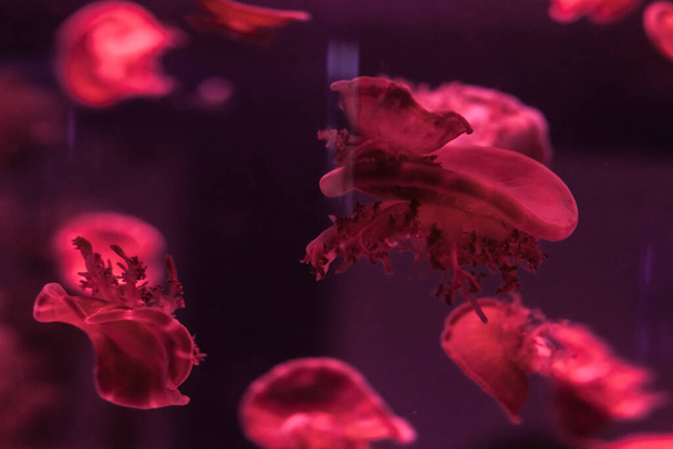Ylösalaisin oleva meduusa vedessä. Kassiopea Andromeda
. - Valokuva, kuva