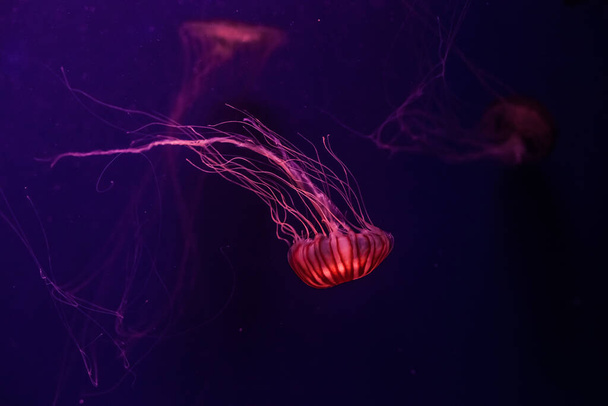 Атлантические морские медузы в воде. Chrysaora quinquecirrha
. - Фото, изображение