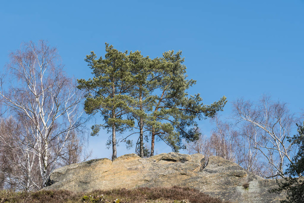 Scots pine, Pinus sylvestris, on the rock - Valokuva, kuva