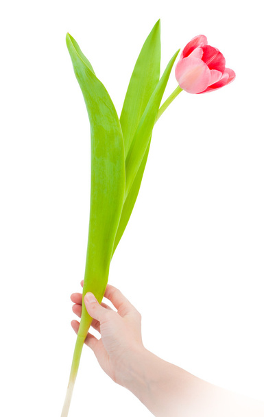 Pink tulip in the hand - Zdjęcie, obraz