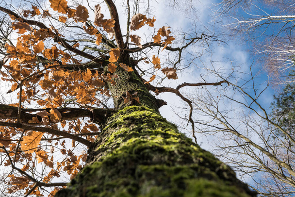 Καλοκαιρινή βελανιδιά, Quercus robur, tree trun - Φωτογραφία, εικόνα