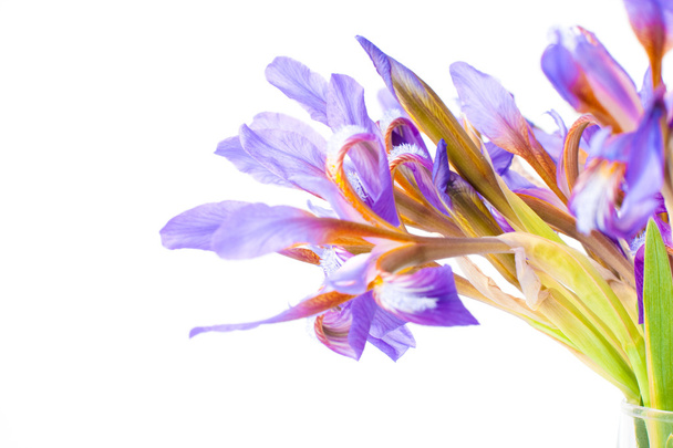 Flor de iris
 - Foto, Imagen