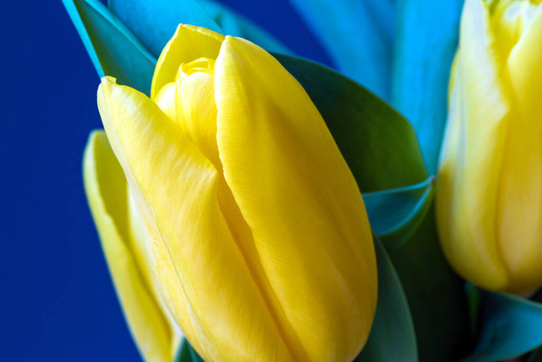 Bright yellow tulips near blue wall, modern retro background, spring concept close-up - Fotografie, Obrázek