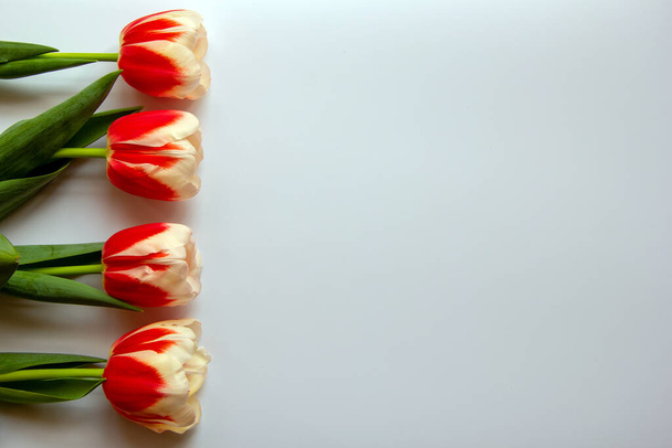 A row of beautiful red with white tulips on a white background. Top view, flat lay, copy space. - Photo, Image