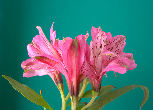 Pink flower - Фото, изображение