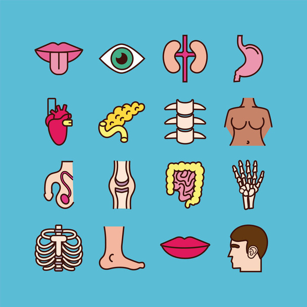 bundle of body parts and organs icons - Διάνυσμα, εικόνα
