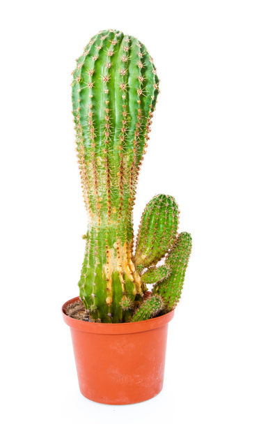 Cactus su bianco
 - Foto, immagini