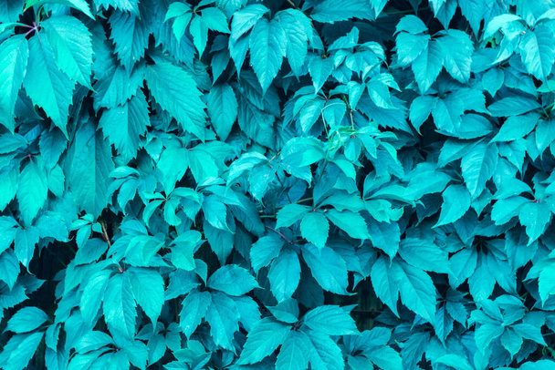 Pflanzen Blatt Textur Hintergrundfarbe 2020 Trend Mint, für den Designer. Abstraktion - Foto, Bild