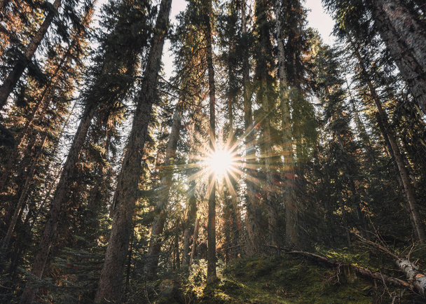 Güneş, ulusal parktaki sonbahar çam ormanlarında parlıyor. - Fotoğraf, Görsel