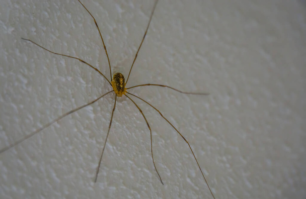 closeup of a harvestmen spider, common arachnid specie from Europe that is often found in houses - Photo, Image