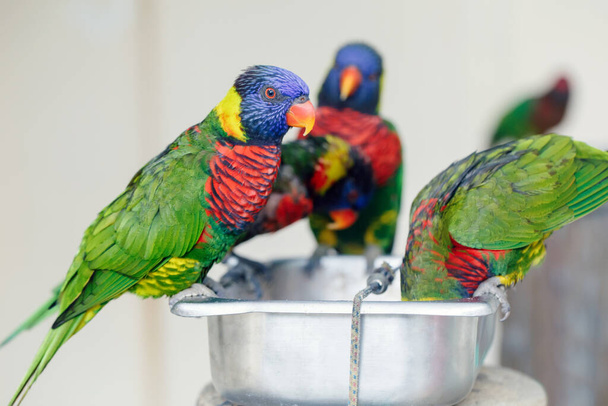 Gruppe von vielen wenigen Lorikeet-Papageien, die sich im Zoo von Schalen ernähren. Schöne wilde tropische Tiere Vögel, die Nektar fressen. Schönheit der Natur.  - Foto, Bild