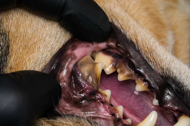 pes s zánětem dásní a zubů s tatarkou - Fotografie, Obrázek