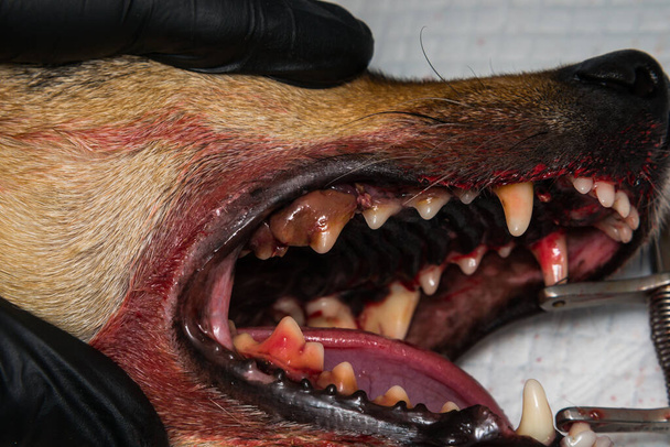 kutya ínygyulladás és fogak fogkő - Fotó, kép