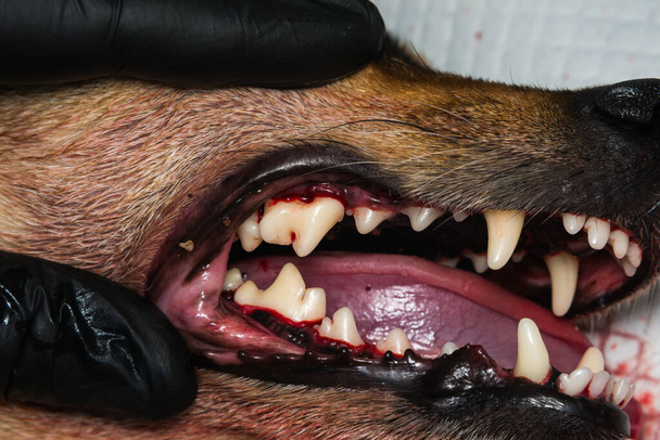 zár-u fotó egy kutya fogak után tartarectomia vagy fogászati skálázás - Fotó, kép