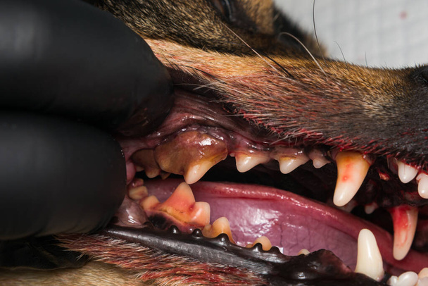 perro con gingivitis y dientes con sarro
 - Foto, imagen