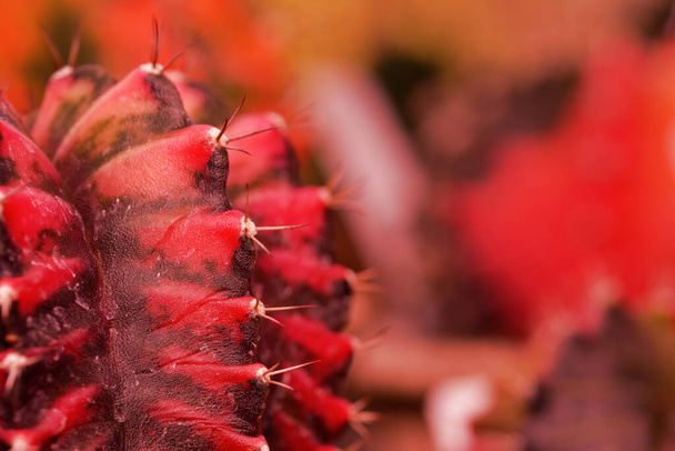 Macro shot of Variegated Gymnocalycium, ruby red cactus. Selective focus. - Photo, Image