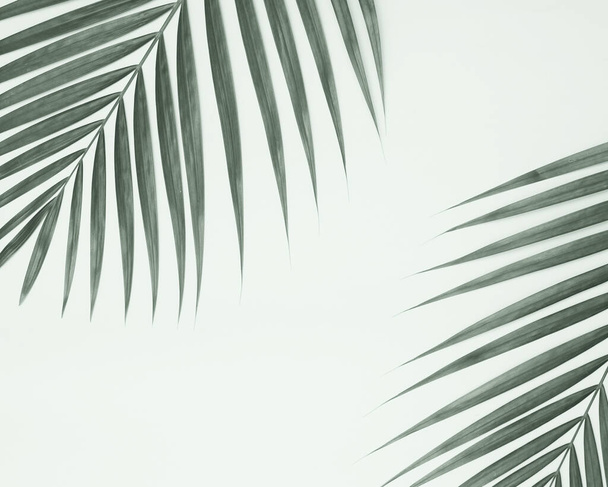 Palmové listy na barevném pozadí. - Fotografie, Obrázek