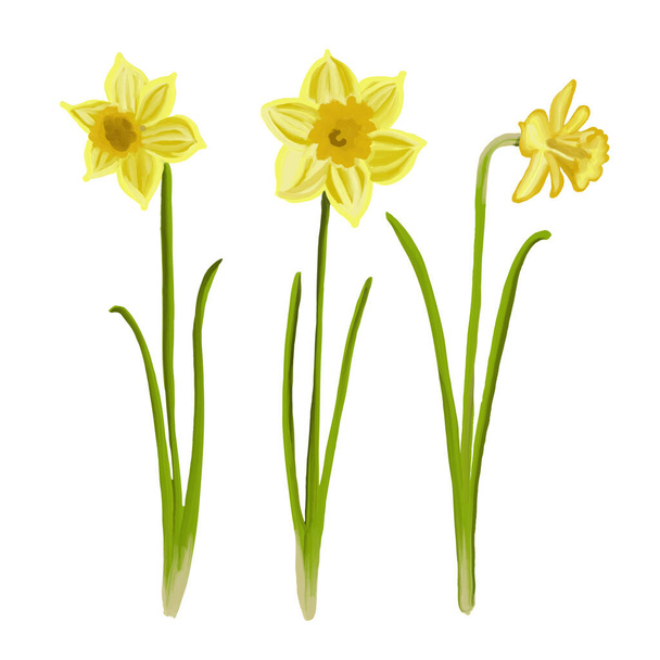 Painted daffodils in spring, vector - Vector, Image
