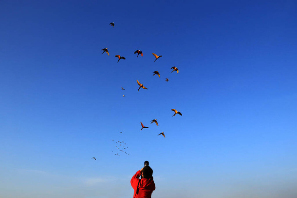One photographer is shooting a group of macaws. - Photo, Image