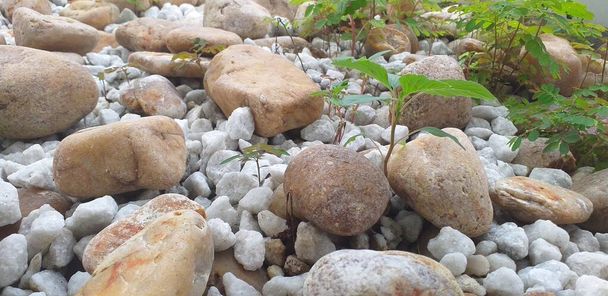маленькое растение посреди скал
 - Фото, изображение