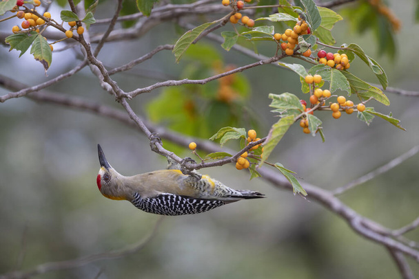 Male Hoffmann's woodpecker (Melanerpes hoffmannii) feeding on berries, Guanacaste, Costa Rica. - Fotografie, Obrázek