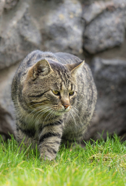 Große erwachsene Tabby-Katze spaziert im Frühlingsgarten - Foto, Bild