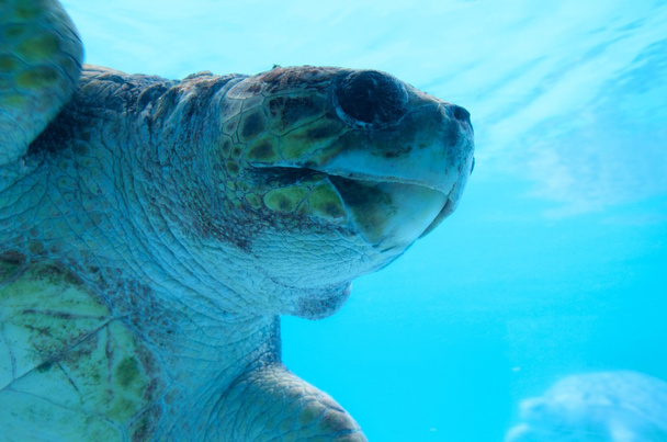 Mořské želvy - Fotografie, Obrázek