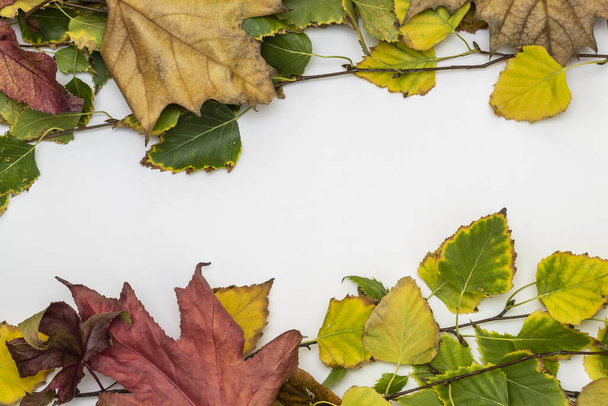 Composition Using Autumn Leaves on White Background. Copy Space in The Middle - Foto, imagen