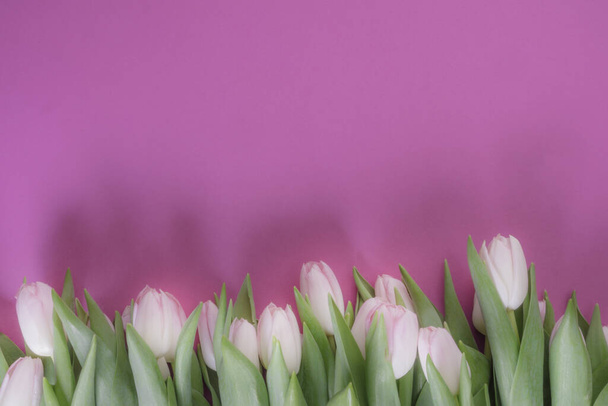 piękny świeży różowy tulipany na różowy wiosna tło stonowane w miękkim efekt mgły z miejsca kopiowania - Zdjęcie, obraz