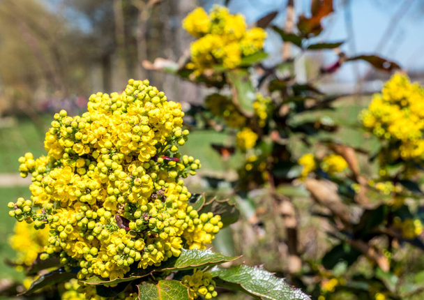Gewone Mahonia bloemplant - Foto, afbeelding