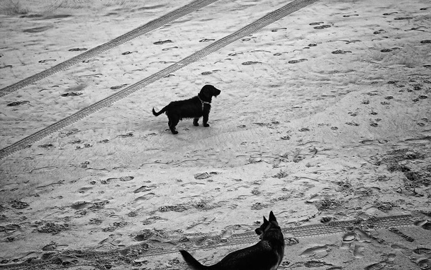 犬の再生と自由に動物をビーチで実行しています。 - 写真・画像