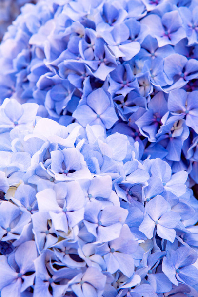 Blauwe bloem. Foto van hydragea - Foto, afbeelding