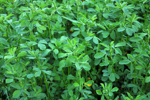 In the spring farm field young alfalfa grows - Photo, Image