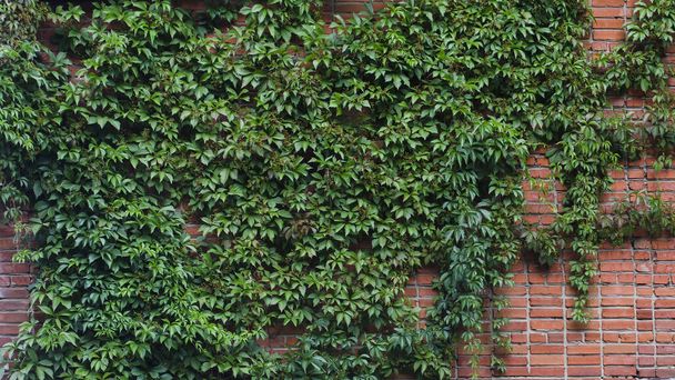 Green liana of a girl's grape on a red brick wall. Parthenocissus - Foto, afbeelding