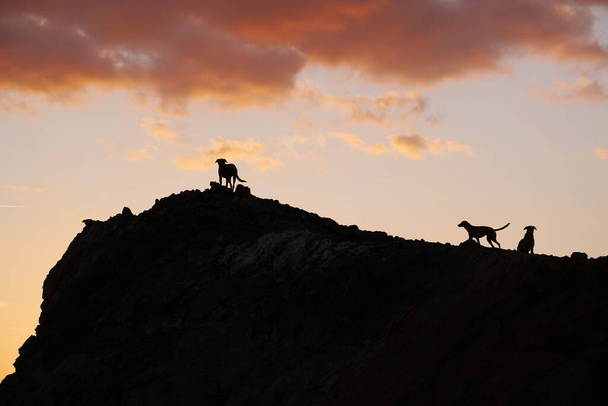 Pack of wild ownerless dogs on the mountain in Egypt - Photo, Image