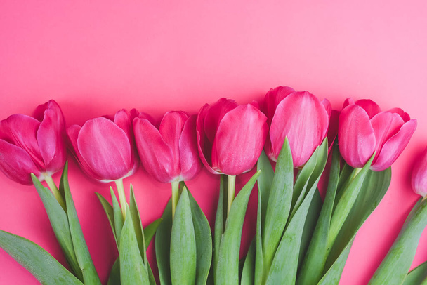 Прекрасні свіжі рожеві тюльпани на рожевому тлі. Весняний цвіт. Вітальна листівка
. - Фото, зображення
