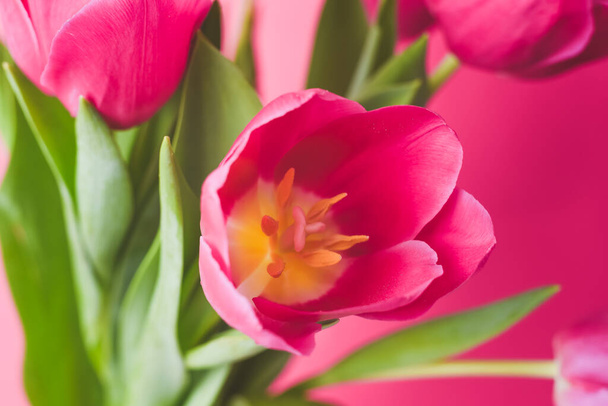 Hermosos tulipanes rosados frescos sobre fondo rosa. Flor de primavera. Tarjeta de felicitación
. - Foto, imagen
