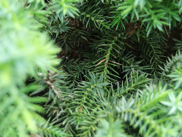 lose up shot of temple juniper ("juniperus rigida") leafs for background / wallpaper - Photo, Image