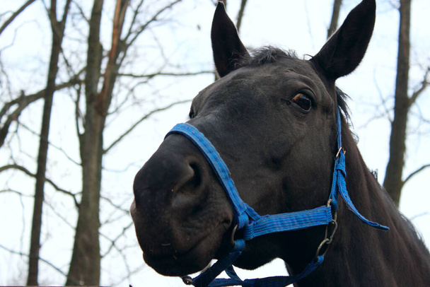 Μια σφαίρα μαύρου αλόγου σε στάβλο που φορούσε χαλινάρι. Ζώα, θηλαστικά έννοια. Χαριτωμένο άλογο έξω. - Φωτογραφία, εικόνα