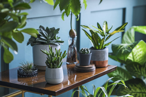 Beautiful green houses plants in jars and pots - Foto, imagen