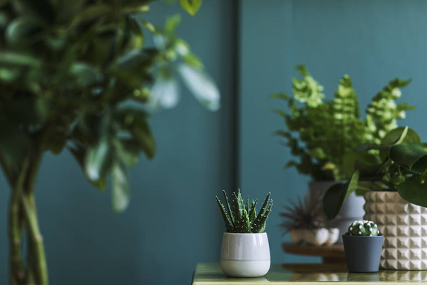 Beautiful green houses plants in jars and pots - Valokuva, kuva