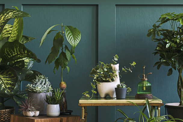Beautiful green houses plants in jars and pots - Фото, изображение